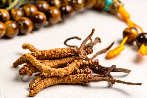 vitální houba cordyceps